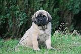 MASTIFF 178